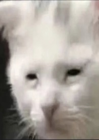 �ǵ��ͳ�������